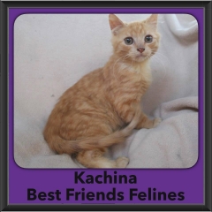 2016-Adopted-Kachina
