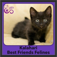 2016-Adopted-Kalahari