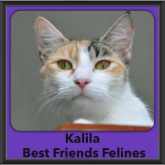 2016-Adopted-Kalila