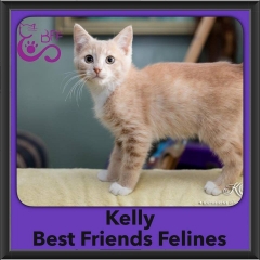 2016-Adopted-Kelly