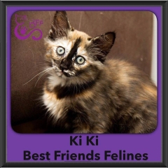 2016-Adopted-Ki-Ki