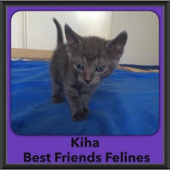 2016-Adopted-Kiha