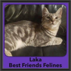 2016-Adopted-Laka