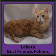 2016-Adopted-Lakota