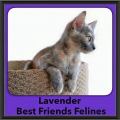 2016-Adopted-Lavender
