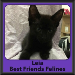 2016-Adopted-Leia