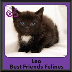 2016-Adopted-Leo