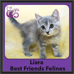 2016-Adopted-Liara