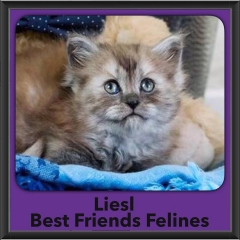 2016-Adopted-Liesl