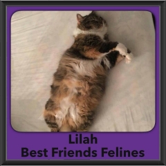 2016-Adopted-Lilah