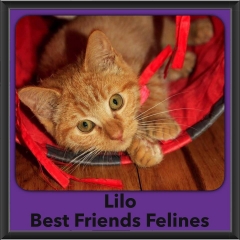 2016-Adopted-Lilo