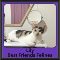 2016-Adopted-Lily