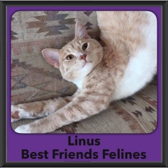 2016-Adopted-Linus