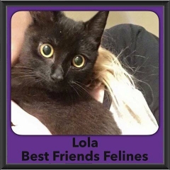 2016-Adopted-Lola
