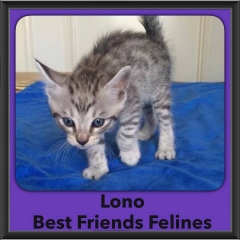 2016-Adopted-Lono