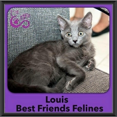 2016-Adopted-Louis
