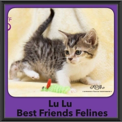 2016-Adopted-Lu-Lu