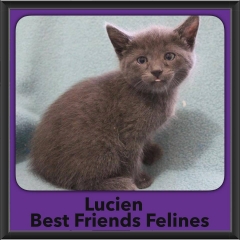 2016-Adopted-Lucien