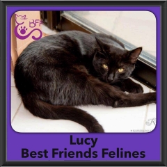 2016-Adopted-Lucy