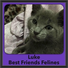 2016-Adopted-Luke