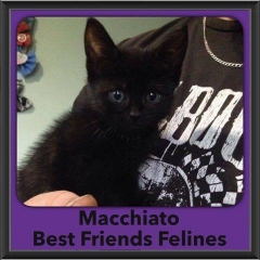 2016-Adopted-Macchiato