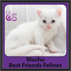 2016-Adopted-Machu