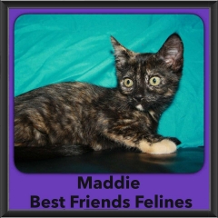 2016-Adopted-Maddie