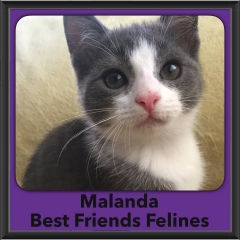 2016-Adopted-Malanda