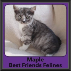 2016-Adopted-Maple