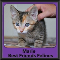 2016-Adopted-Marie