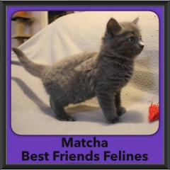 2016-Adopted-Matcha