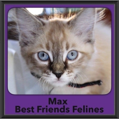 2016-Adopted-Max