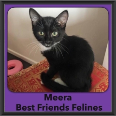 2016-Adopted-Meera