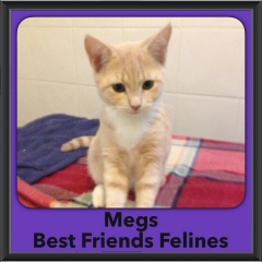 2016-Adopted-Megs