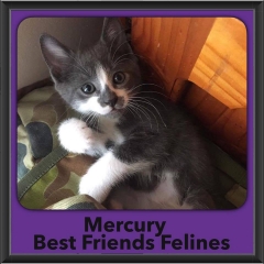 2016-Adopted-Mercury