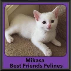 2016-Adopted-Mikasa