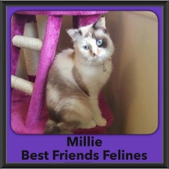 2016-Adopted-Millie