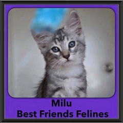 2016-Adopted-Milu