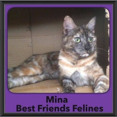 2016-Adopted-Mina