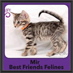 2016-Adopted-Mir