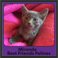 2016-Adopted-Miranda