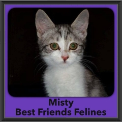 2016-Adopted-Misty