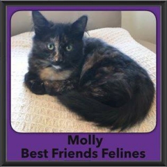 2016-Adopted-Molly