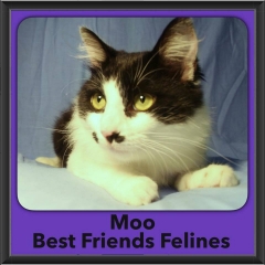 2016-Adopted-Moo