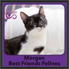 2016-Adopted-Morgan