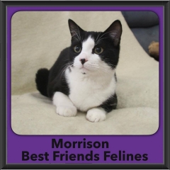 2016-Adopted-Morrison-2
