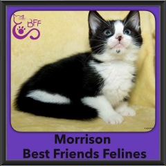 2016-Adopted-Morrison