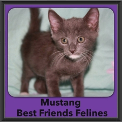 2016-Adopted-Mustang