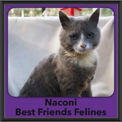 2016-Adopted-Naconi