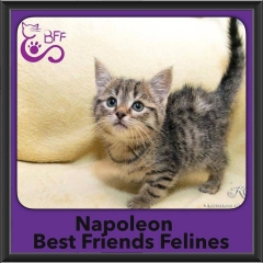 2016-Adopted-Napolean